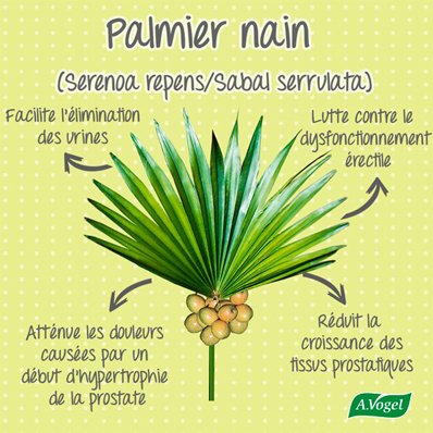 Infographie : Hyperplasie bénigne de la prostate, les bienfaits du palmier nain (serenoa repens)
