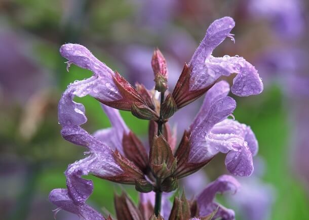 Salvia Officinalis Salbei