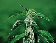 Urtica dioica L. - Ortie