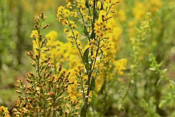 A.Vogel: Le standard doré: le solidage ou verge d'or Solidago virgaurea L.