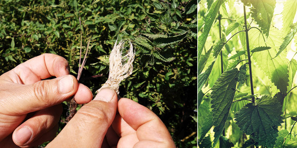 A.Vogel: Leinen aus Brennnesselfasern (Foto Links: Jost G., Foto Rechts: 123RF, Vrabel) Foto Links: Brennesselfasern, Foto Rechts: Brennesselpflanze