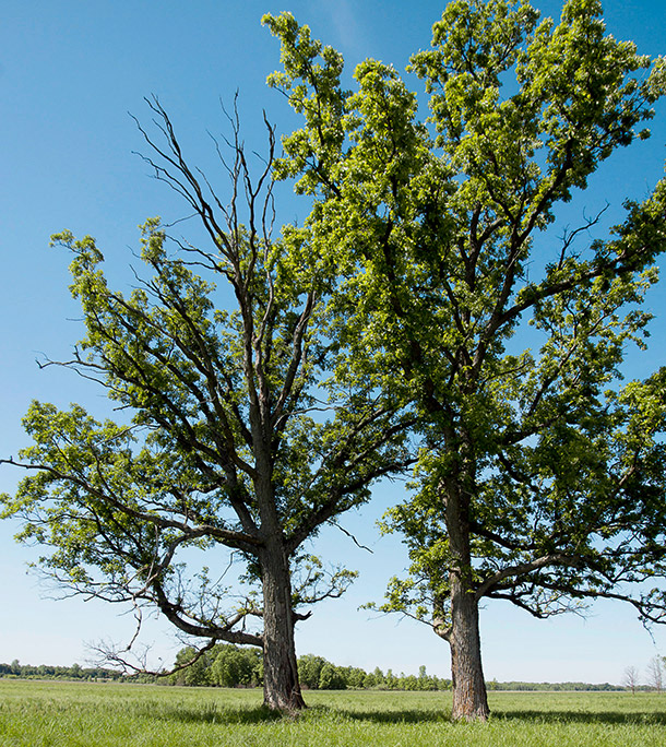 A.Vogel: Le chêne chevelu (Photo: 123RF, ASabai)