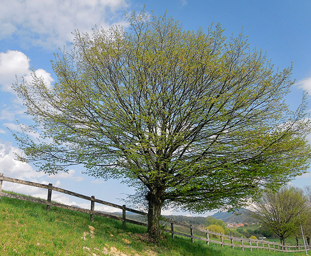 A.Vogel: Charme-houblon (Photo: Fotolia)