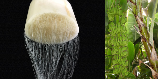 A.Vogel: Fasern aus Bananenstauden (Foto Links: Tino Moor, Rechts: WikimediaCommons, Sifazede) Links: Kern mit Fasern. Rechts: Bananenstamm mit Früchten.