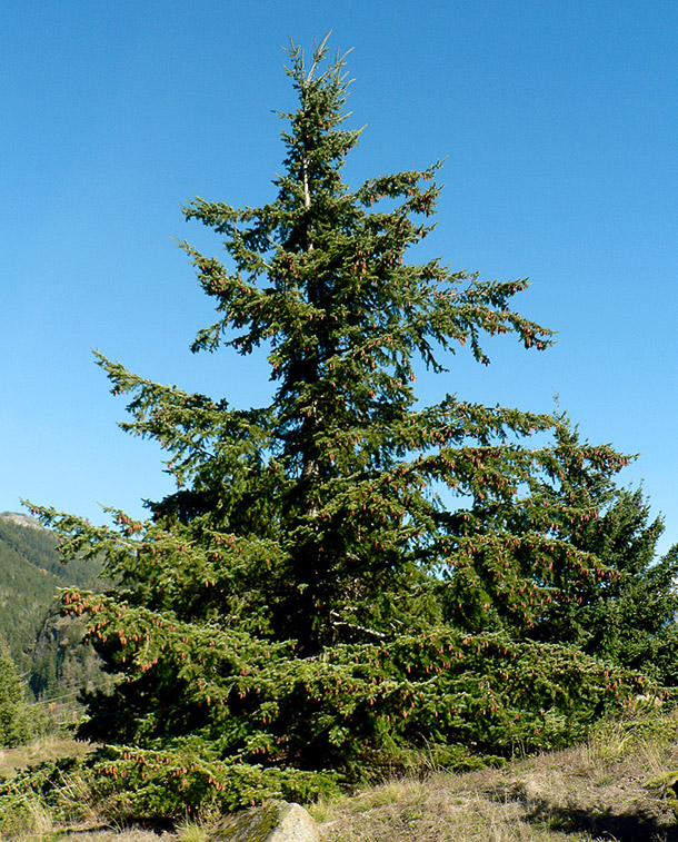 A.Vogel: La Douglasie nord-américaine (Photo: WikiCommons, W. Siegmund)