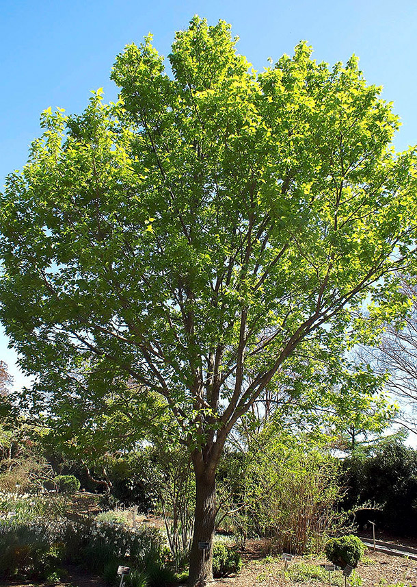 A.Vogel: Arbre à gomme (Photo: WikiCommons, DJ Stang)